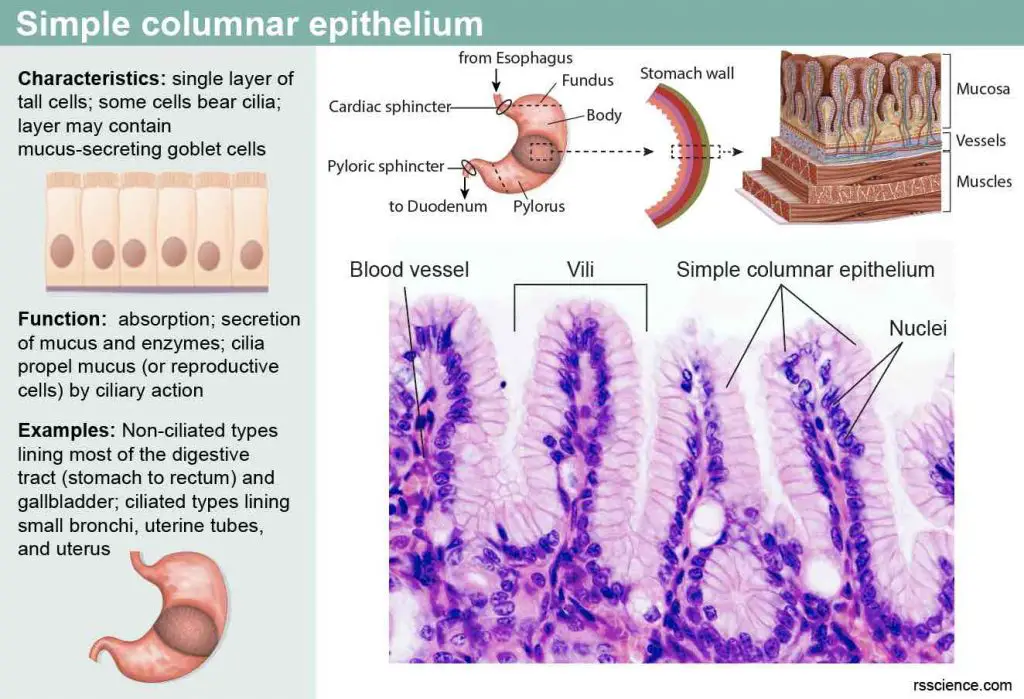 simple-columnar-epithelium-characteristics-function-example