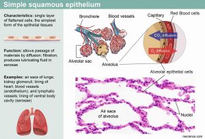 Classification and Types of Epithelial Tissues - Rs' Science