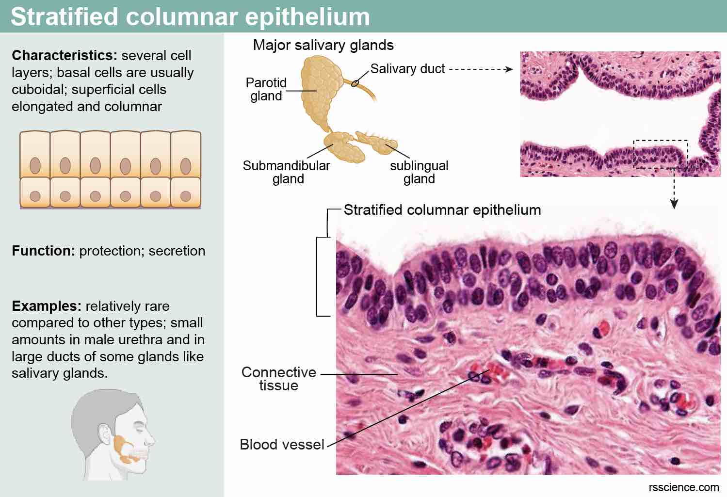 Classification and Types of Epithelial Tissues - Rs' Science