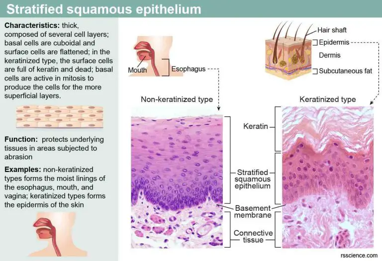 Classification And Types Of Epithelial Tissues - Rs' Science