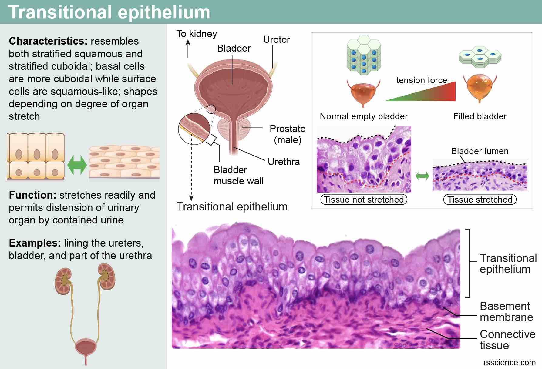 Classification And Types Of Epithelial Tissues Rs Science