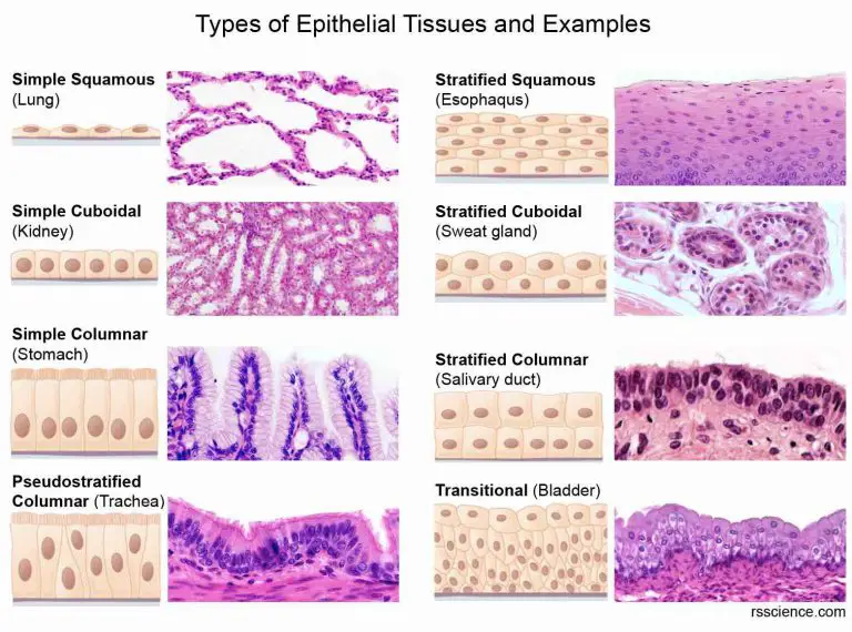 8 Types Of Epithelial Tissue And Functions