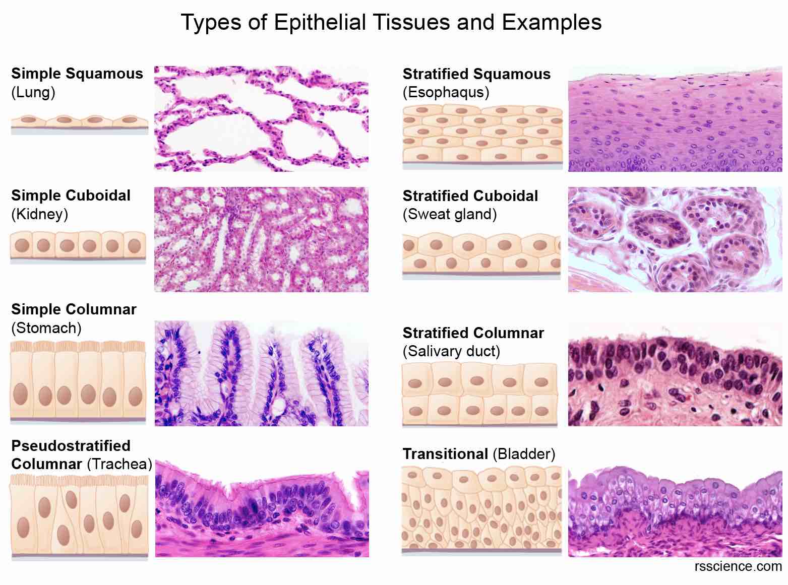 Classification and Types of Epithelial Tissues Rs' Science