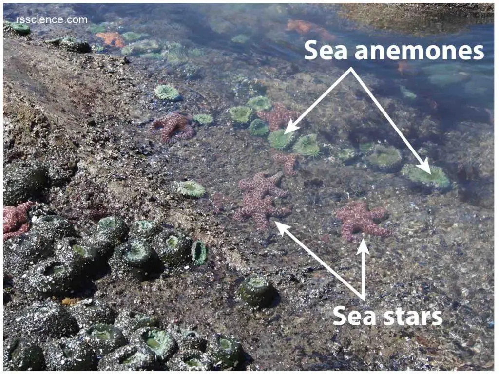 Tidepool-sea-star-sea-anemone-olympic-national-park