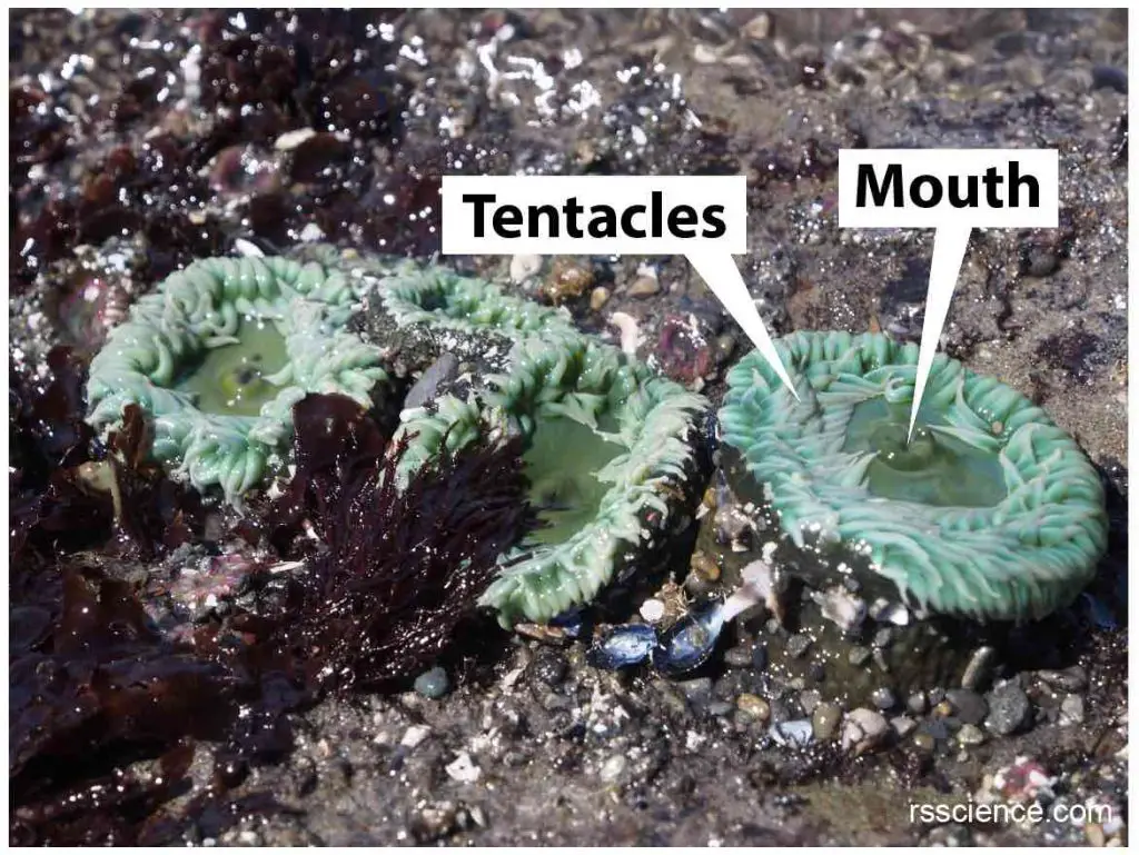 green-sea-anemones-mouth-tentacles