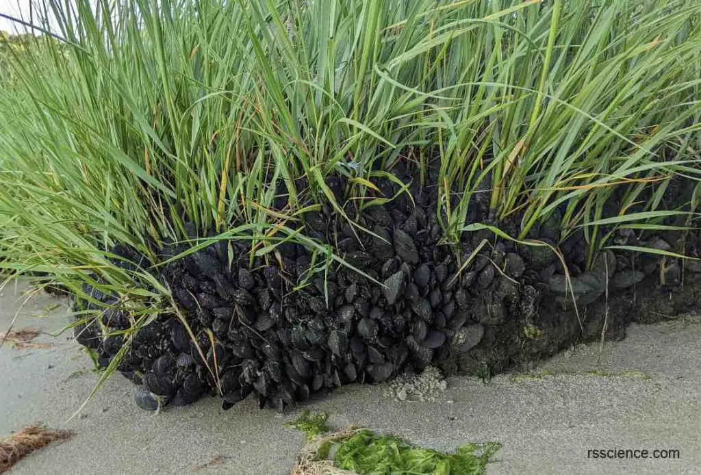 mussel-ropes-beach