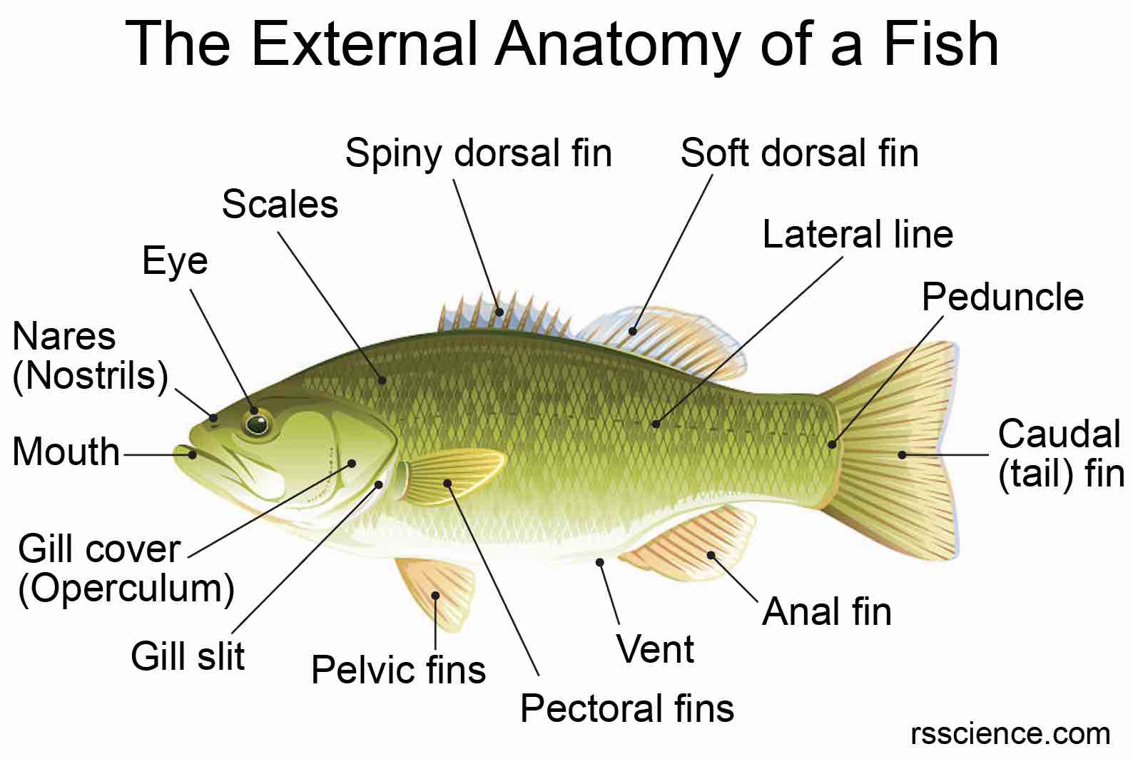 Тест по теме рыбы биология 7 класс. Рыбы (биология). Рыбы биология перечень. Fish Scale scheme. Looks Scale.