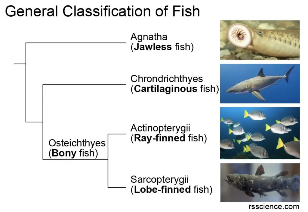 classification-of-fishes