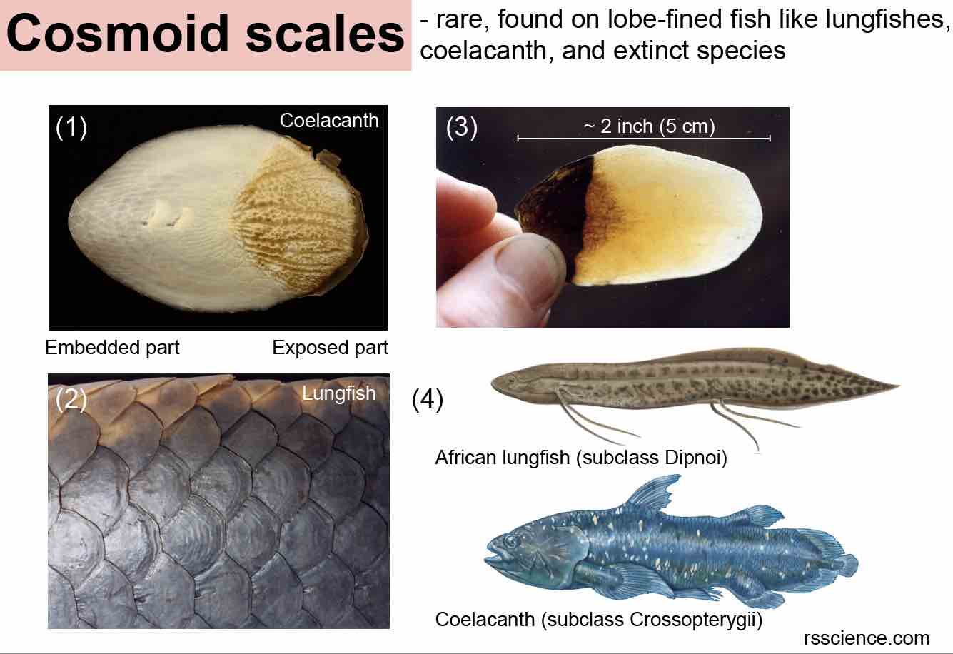 Fish Biology and Fish Scales - Look at fish scales under the microscope