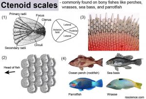 Fish Biology and Fish Scales - Look at fish scales under the microscope