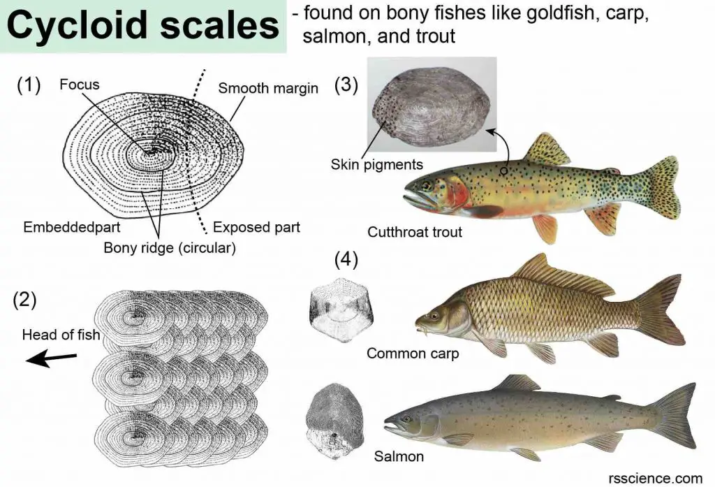 cycloid-scale-trout-salmon
