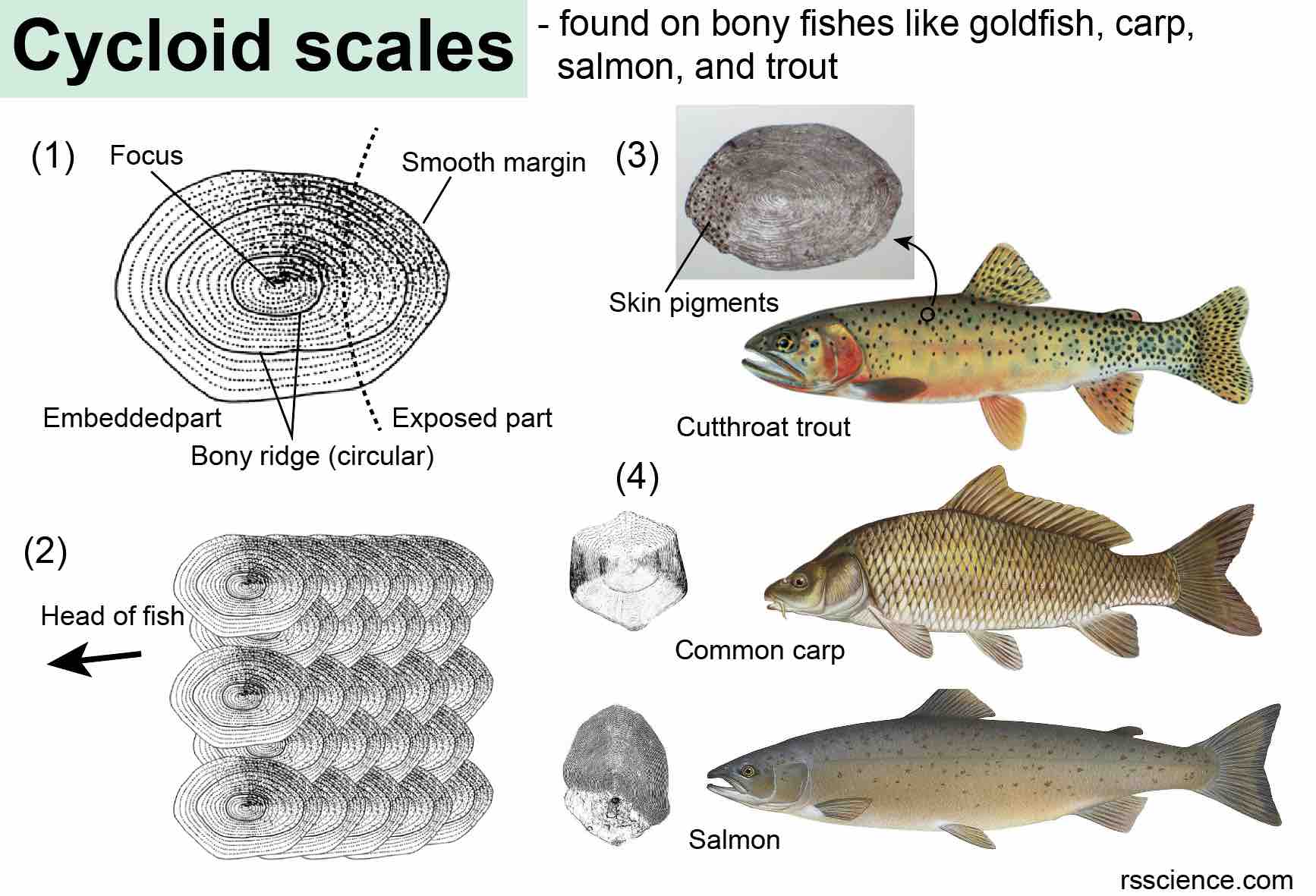 4 types of fish scales Scales fish drawing types different placoid ...