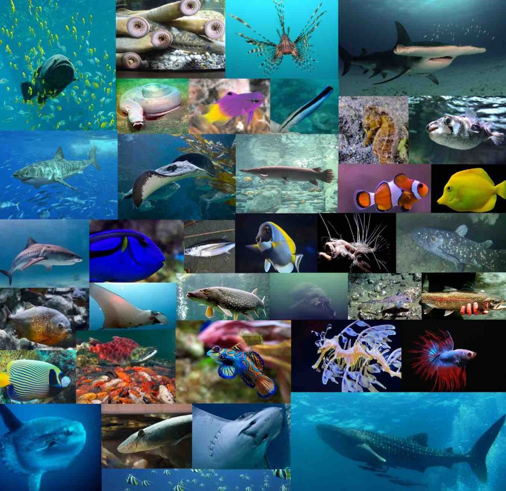 fish-diversity