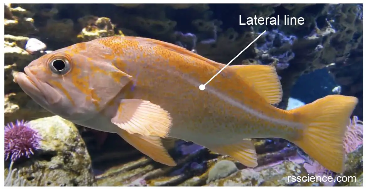 Fish Biology and Fish Scales - Look at fish scales under the microscope