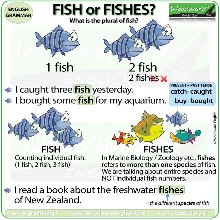 fish-or-fishes