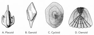 Fish Biology and Fish Scales - Look at fish scales under the microscope