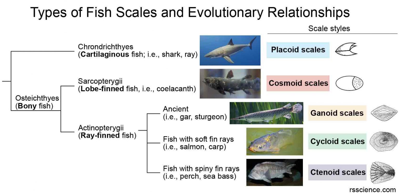 Fish Biology and Fish Scales Look at fish scales under the microscope