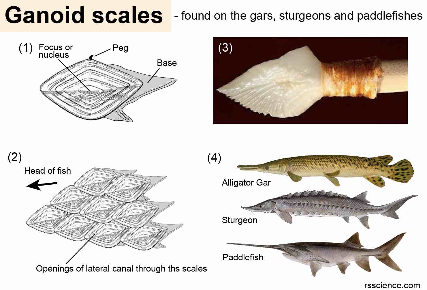 Fish Biology and Fish Scales Look at fish scales under the microscope