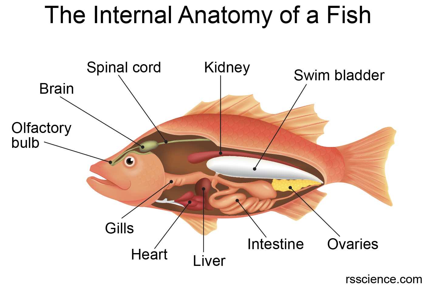 Fish Biology and Fish Scales - Look at fish scales under the microscope ...