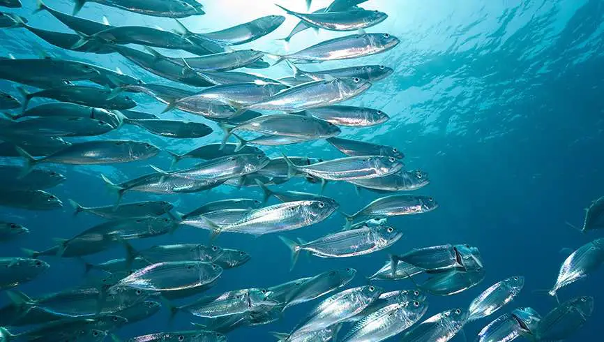 mackerel-scale-reflect-light