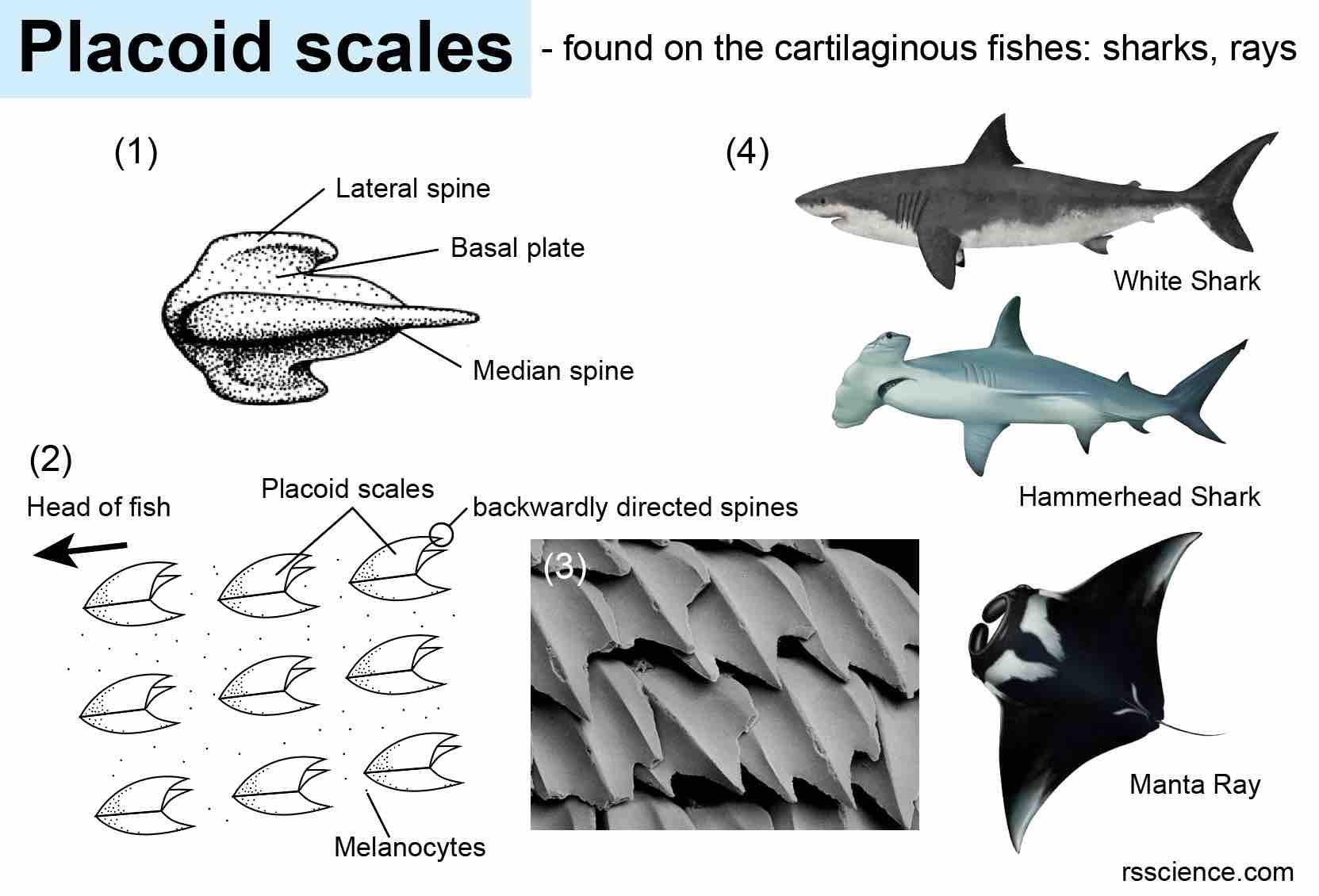 Fish Biology and Fish Scales Look at fish scales under the microscope