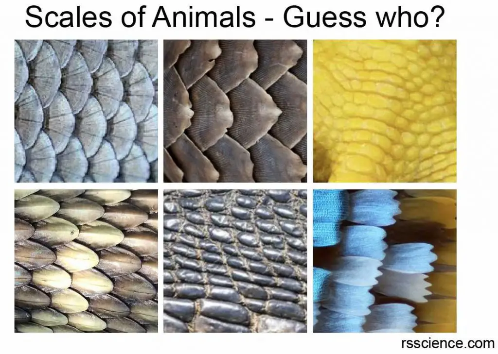 scales-of-fish-pangolin-eagle-snake-alligator-butterfly