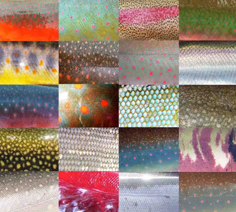 Fish Biology and Fish Scales - Look at fish scales under the microscope