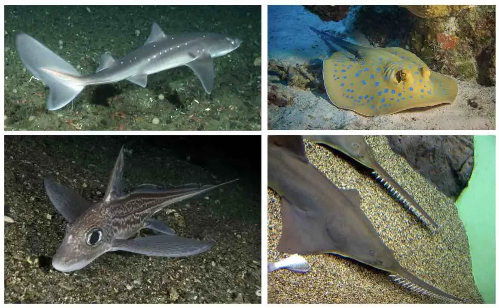 dorsal-fin-spines-dogfish-shark-stingray