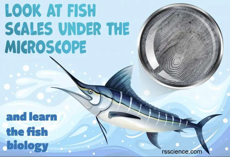 Fish Biology and Fish Scales Look at fish scales under the microscope