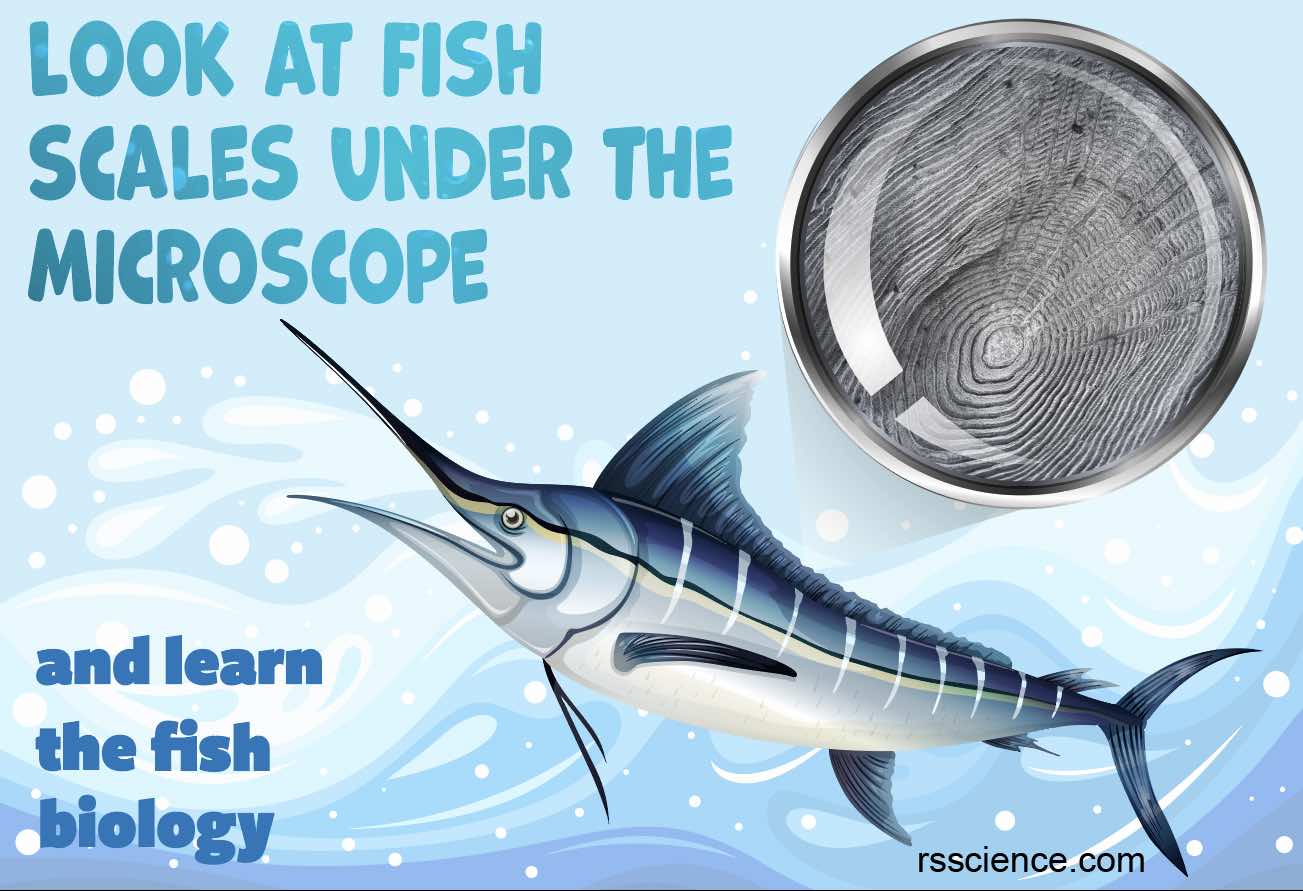 Fish Biology and Fish Scales - Look at fish scales under the microscope -  Rs' Science