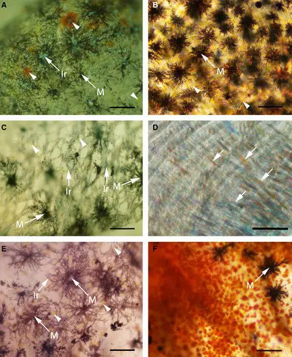 pigment-cells-in-the-fish-skin