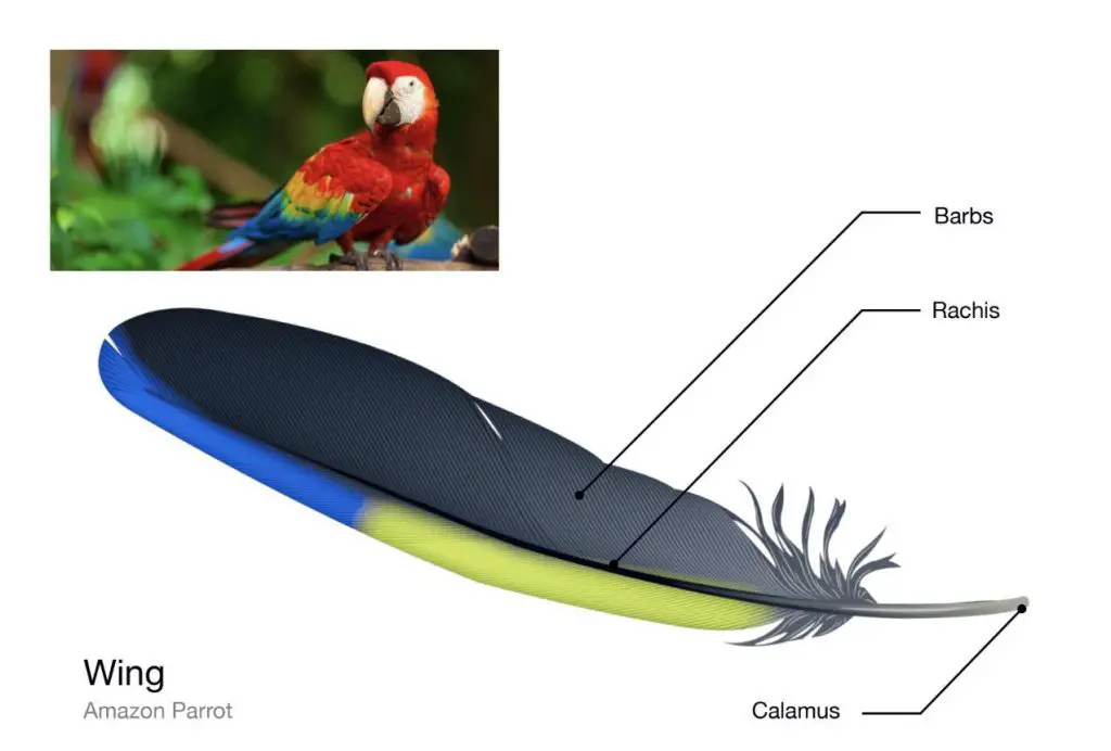Amazon-Parrot-wing-feather
