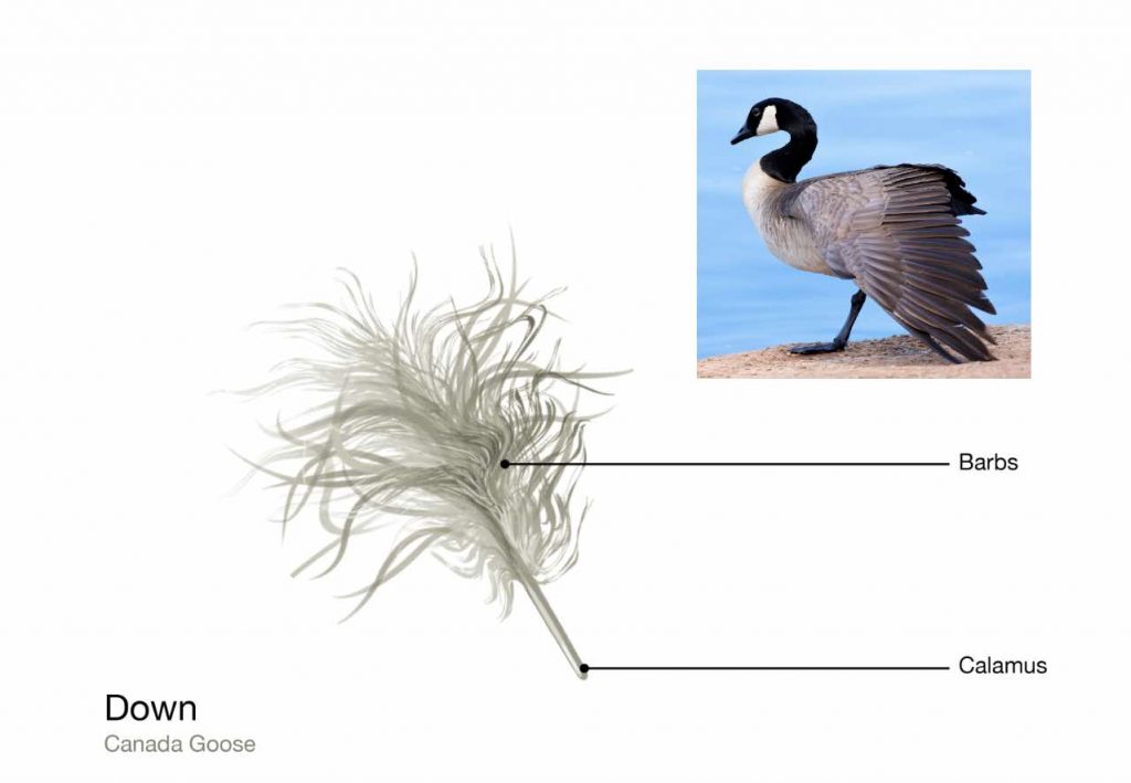 Canada-goose-down-feather