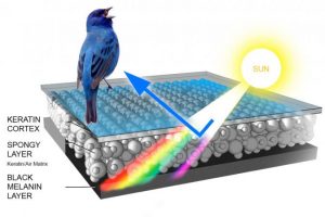 The Secret of Bird Feathers - What's a Feather Look Like Under a ...