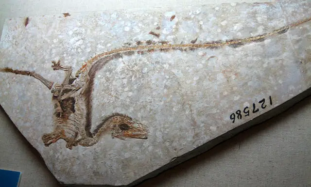 Sinosauropteryxfossil