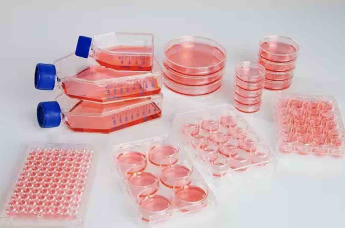 Cell Culture Basics The Foundation of Biotechnology Rs' Science