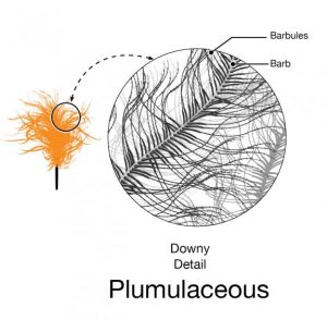 The Secret of Bird Feathers - What's a Feather Look Like Under a ...