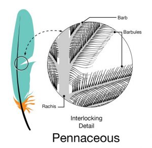The Secret of Bird Feathers - What's a Feather Look Like Under a ...