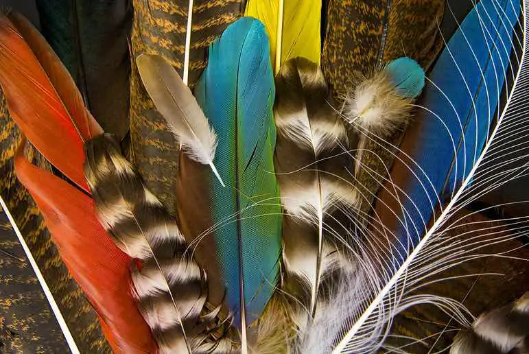 collection-different-feathers