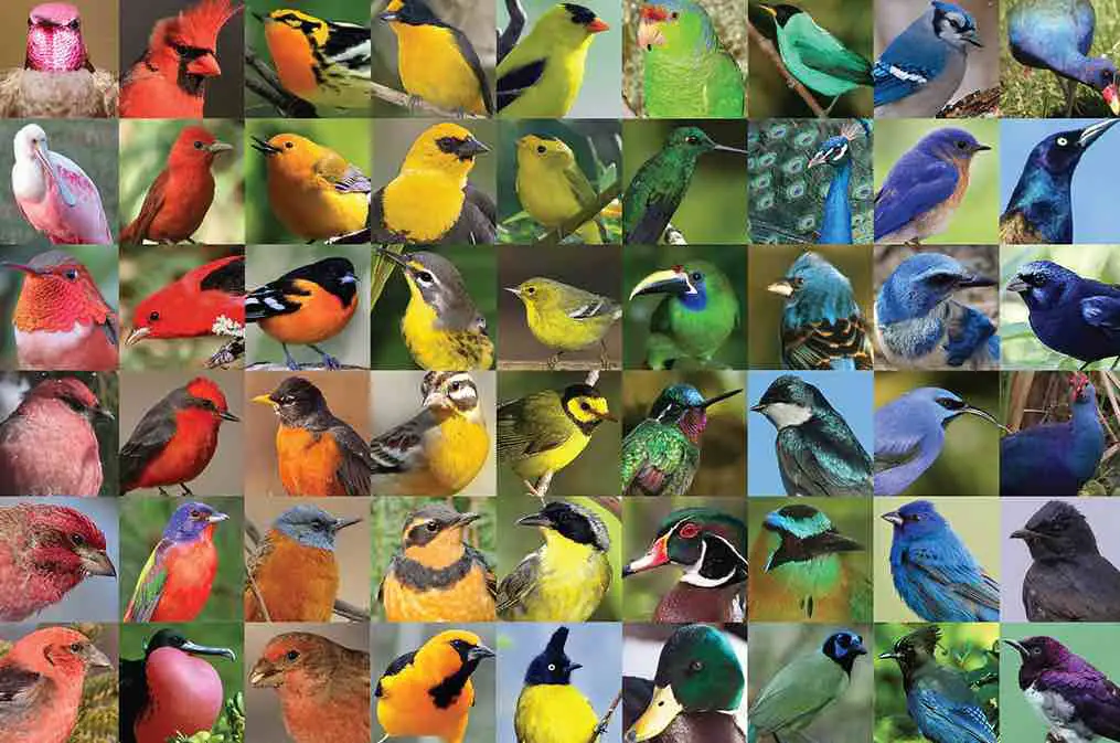 diversity-of-colors-and-patterns-bird