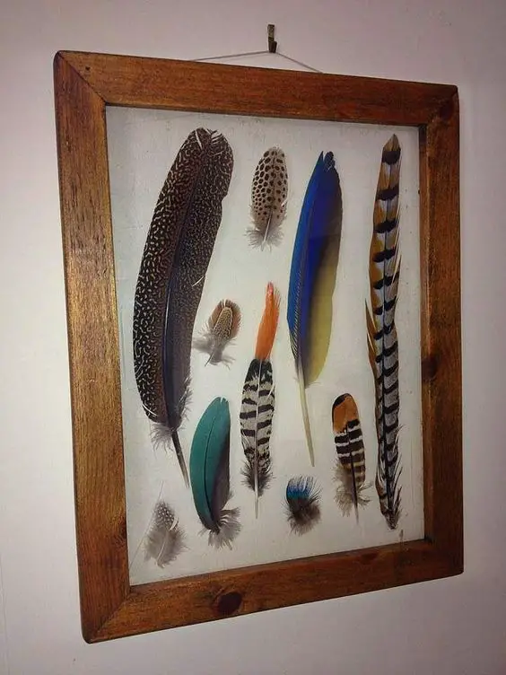 feather-collection