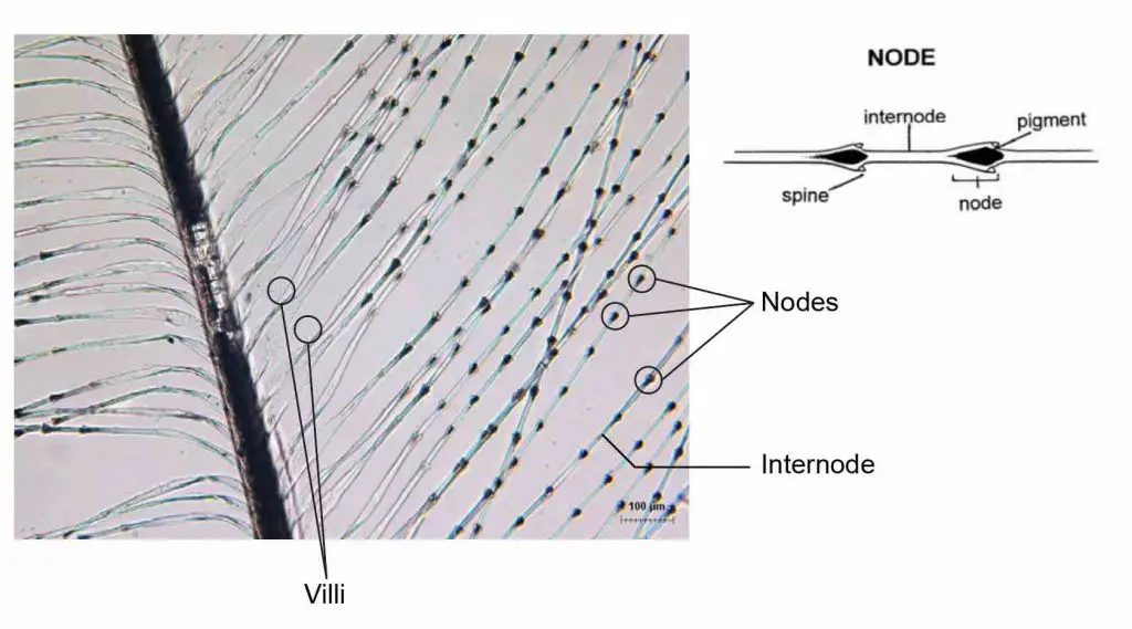 feathers-nodes-containing-pigments-on-their-barbules