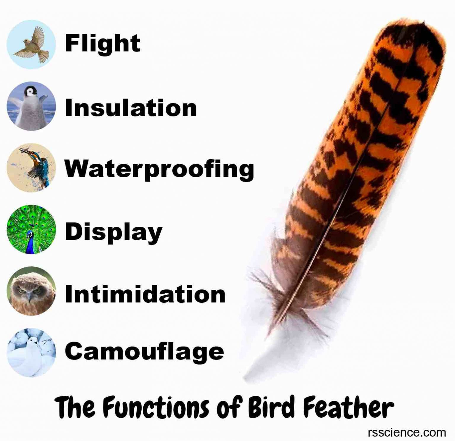 The Secret of Bird Feathers - What's a Feather Look Like Under a ...