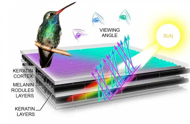 hummingbird-iridescent-feathers
