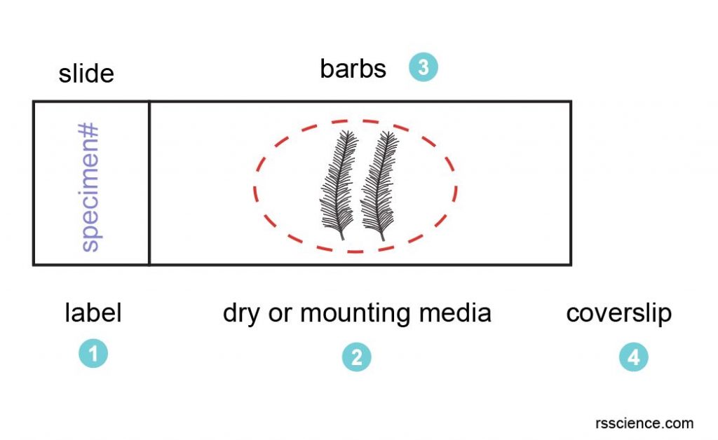 microscope-slide-preparation-steps-feather-barbs