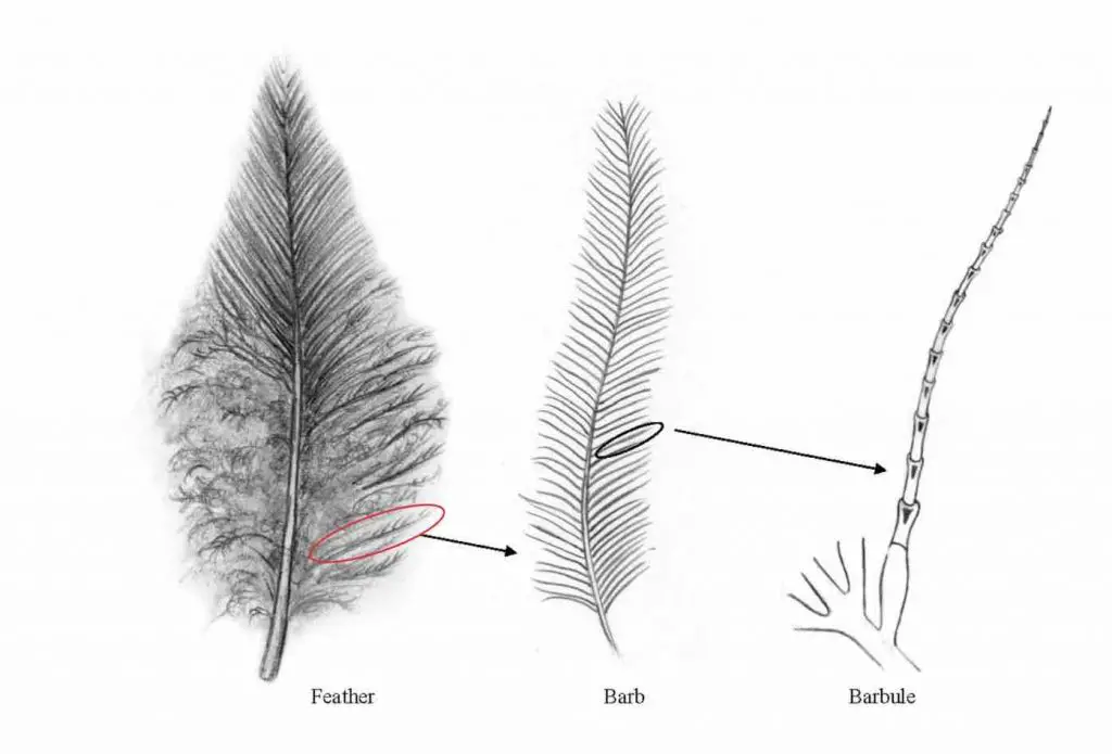 position-of-the-barb-and-barbule-to-the-feather
