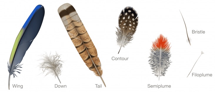 seven-type-feather