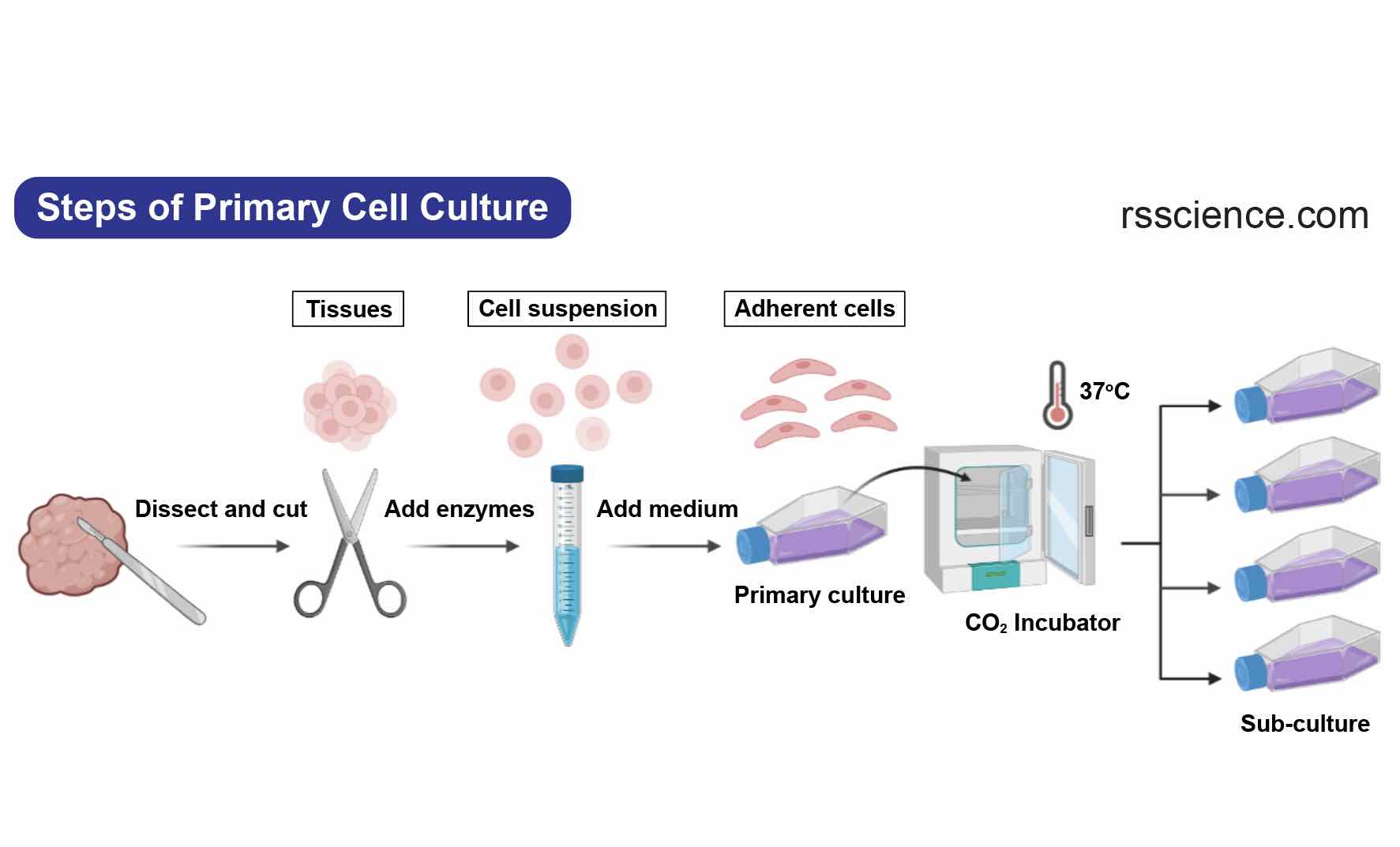 Cell Culture Basics – The Foundation Of Biotechnology - Rs' Science