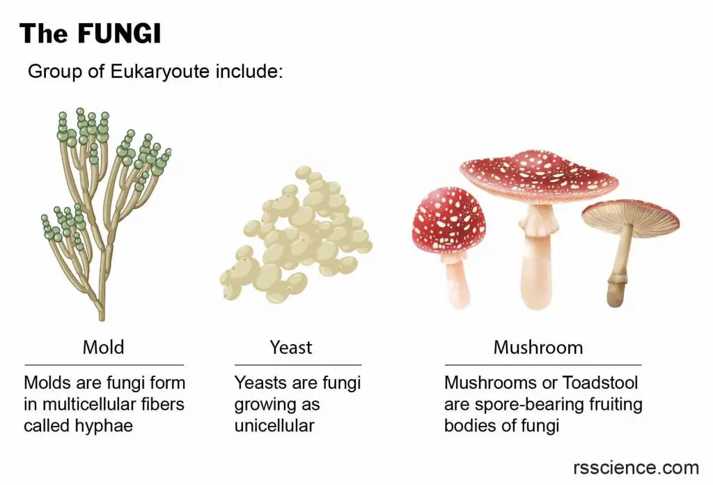 3-types-fungi