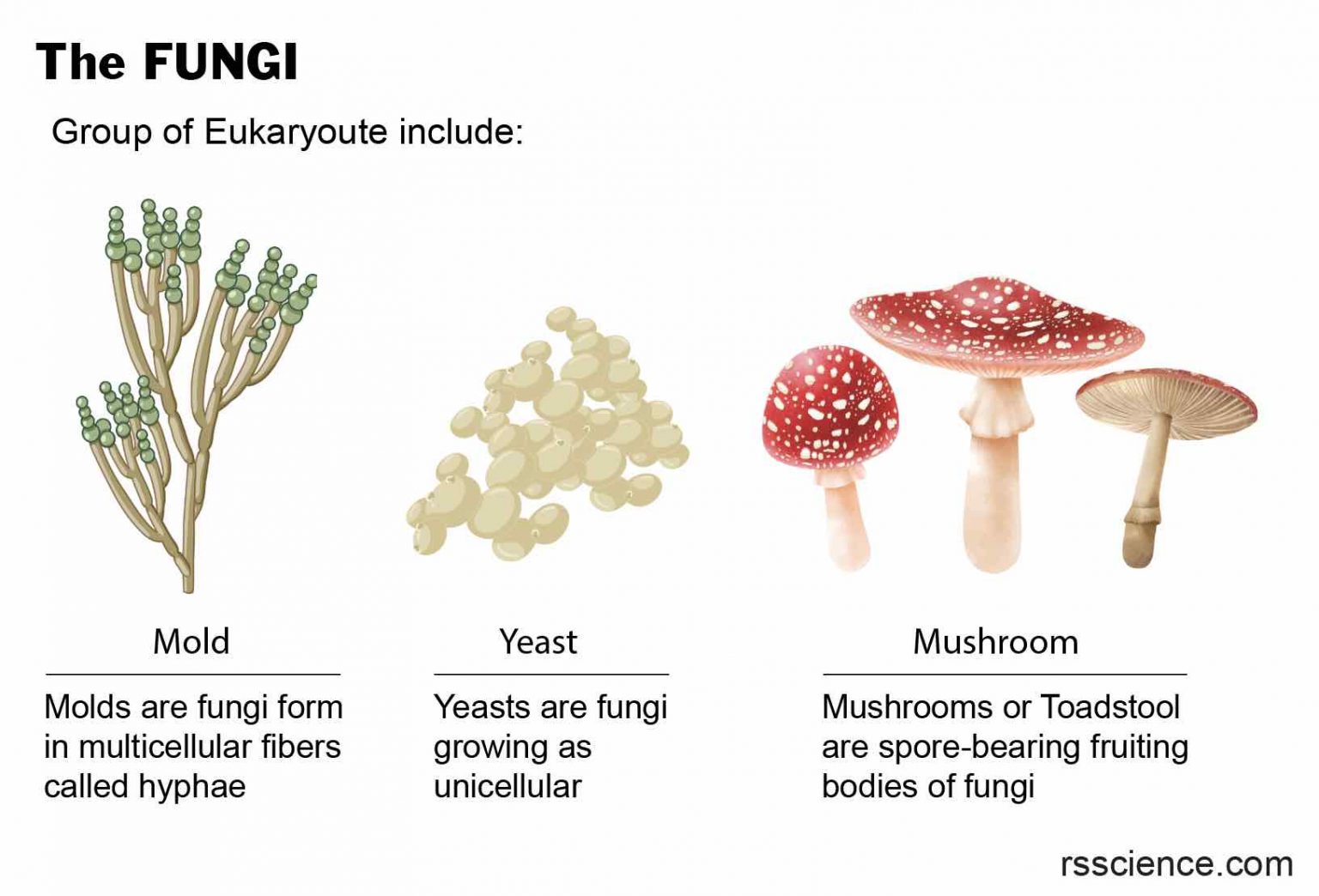 The Biology of Molds (Moulds) - classification, characteristics ...